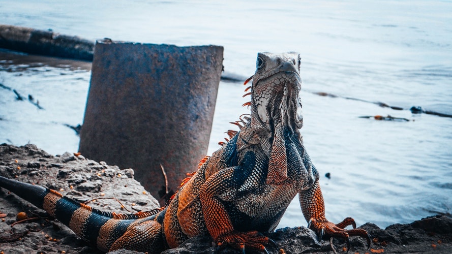 Imagen iguana naranja