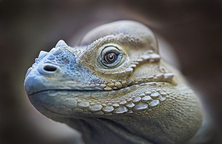 Imagen rostro de iguana