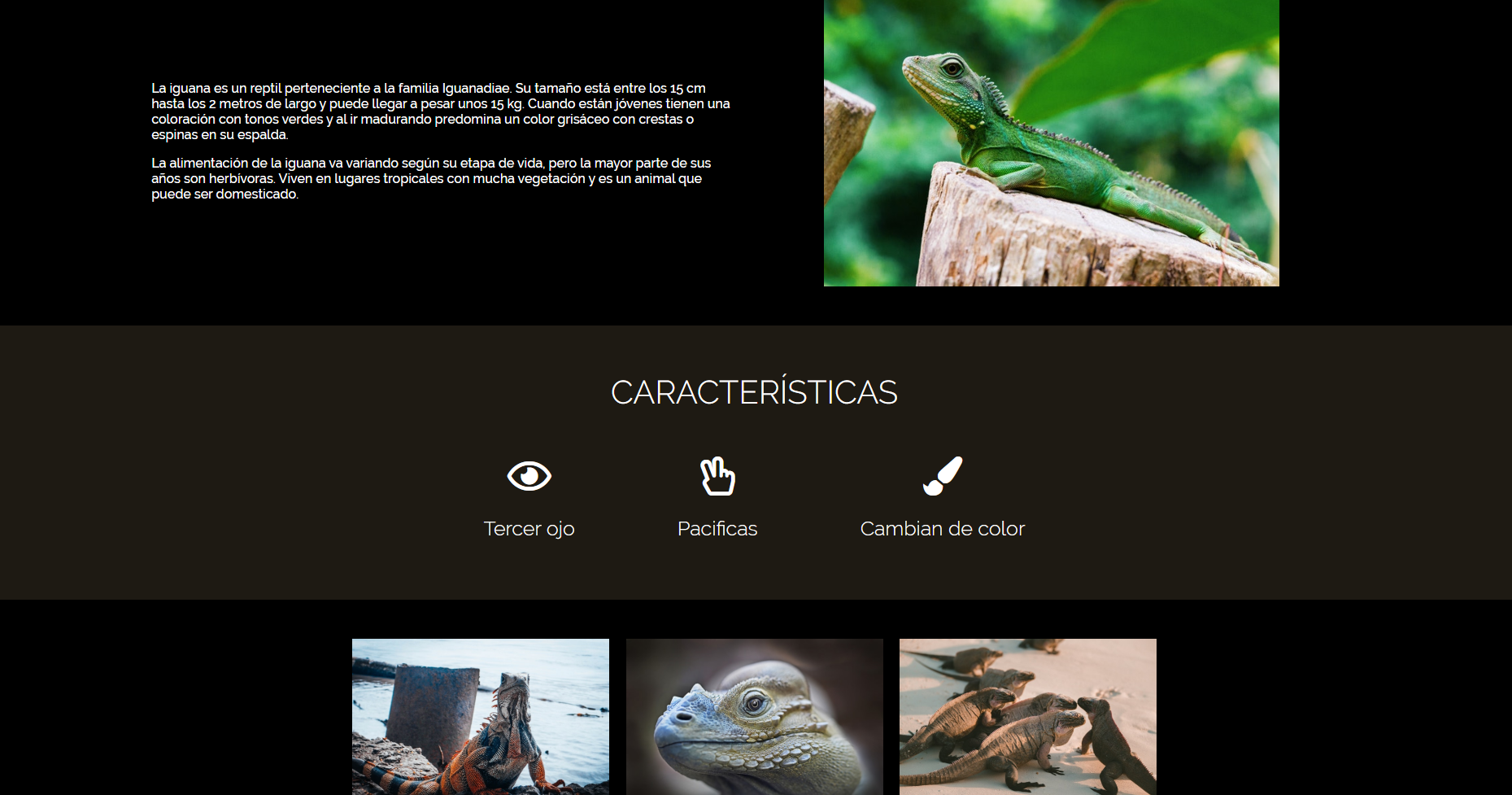 Imagen Web Iguana